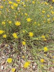 Xanthisma spinulosum