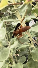 Polistes rubiginosus