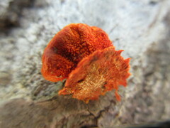 Trametes cinnabarina