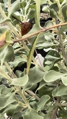 Polistes rubiginosus