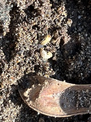 Reticulitermes hesperus