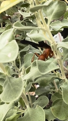 Polistes rubiginosus