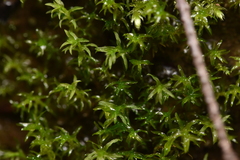 Dichodontium pellucidum