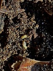 Reticulitermes hesperus