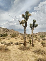 Yucca brevifolia
