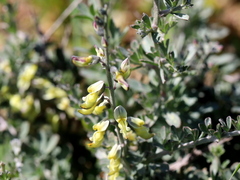 Crotalarieae