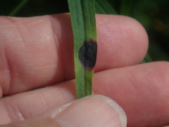 Asteromyia euthamiae