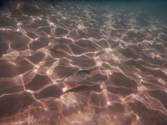 Seriola dumerili