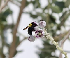 Xylocopa pubescens