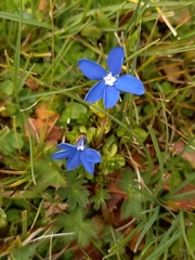 Gentiana bavarica bavarica