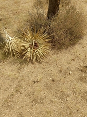 Yucca brevifolia