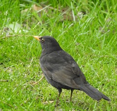 Turdus merula