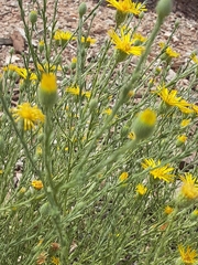 Xanthisma spinulosum