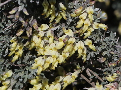 Crotalarieae