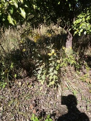 Jacobaea grandidentata