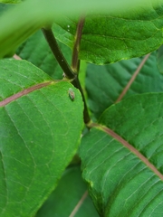 Graphocephala fennahi