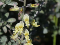 Crotalarieae