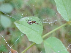 Frontinellina frutetorum