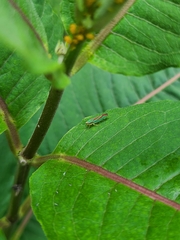 Graphocephala fennahi
