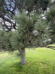 Pinus ponderosa
