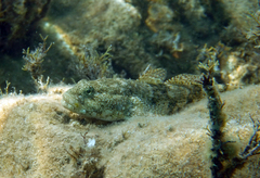 Gobius cobitis