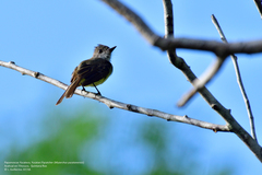 Myiarchus yucatanensis