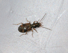 Bembidion articulatum