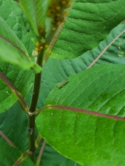 Graphocephala fennahi