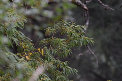 Litsea glaucescens