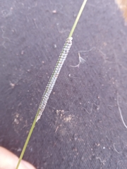 Insecta