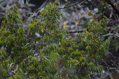 Litsea glaucescens
