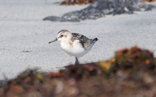 Correlimos tridáctilo (Calidris alba)