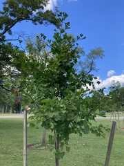 Ginkgo