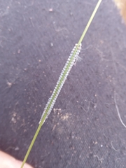 Insecta