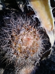 Parodia microsperma