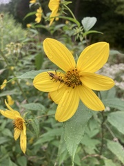Helianthus decapetalus