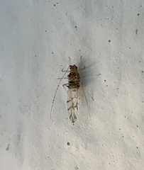 Drepanaphis acerifoliae