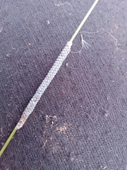 Insecta