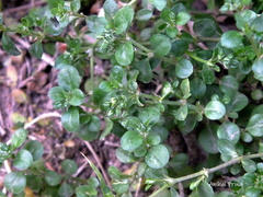 Polycarpon tetraphyllum