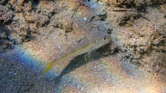 Mullus surmuletus