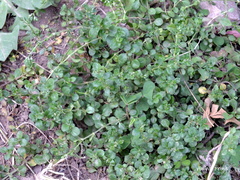 Polycarpon tetraphyllum