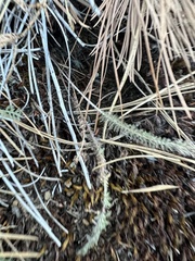 Syntrichia ruralis