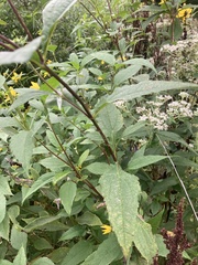 Helianthus decapetalus