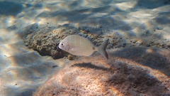 Diplodus sargus