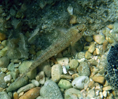 Gobius incognitus