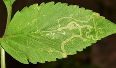 Phyllocnistis