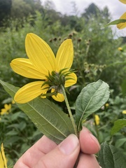 Helianthus decapetalus