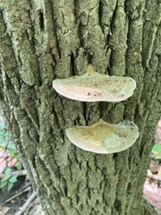 Trametes lactinea