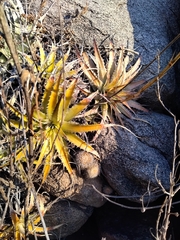 Parodia microsperma