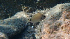 Diplodus sargus